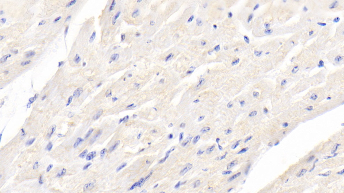 Monoclonal Antibody to Bone Morphogenetic Protein 3 (BMP3)