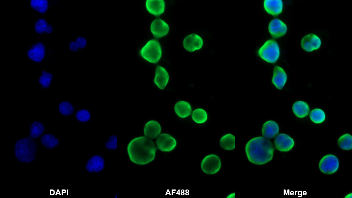 Monoclonal Antibody to Bone Morphogenetic Protein 10 (BMP10)