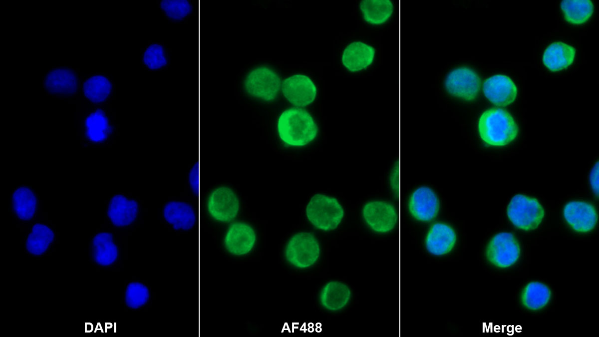 Monoclonal Antibody to Bone Morphogenetic Protein 10 (BMP10)