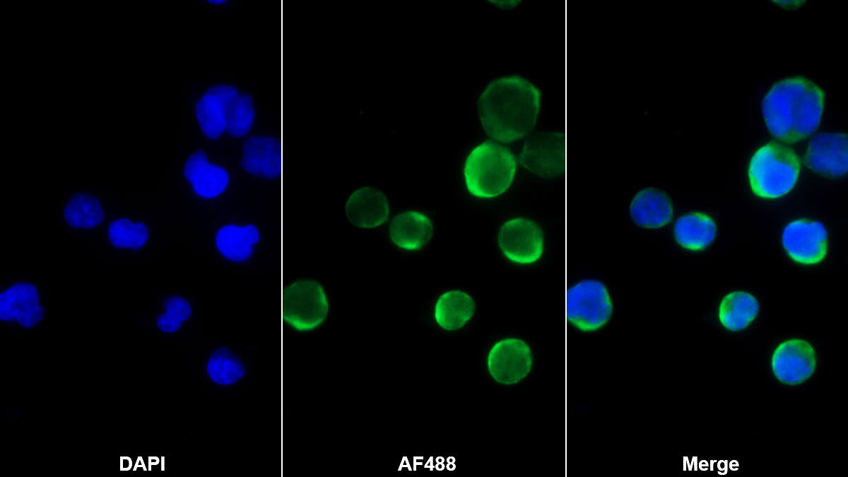 Monoclonal Antibody to Bone Morphogenetic Protein 10 (BMP10)