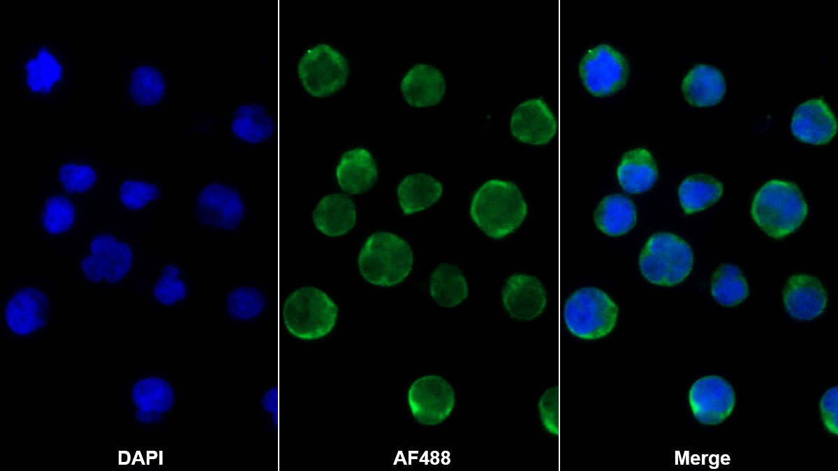 Monoclonal Antibody to Bone Morphogenetic Protein 10 (BMP10)