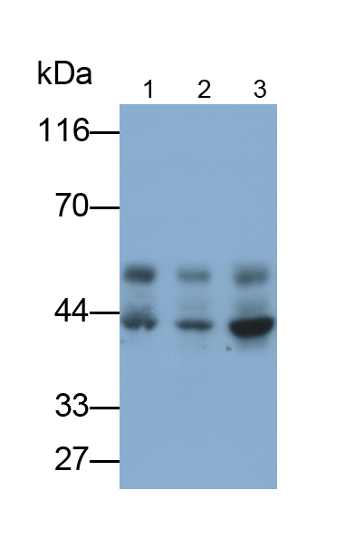 Monoclonal Antibody to Bone Morphogenetic Protein 10 (BMP10)