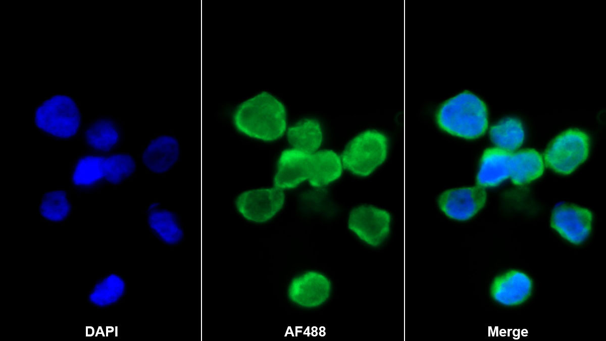 Monoclonal Antibody to Growth Differentiation Factor 3 (GDF3)