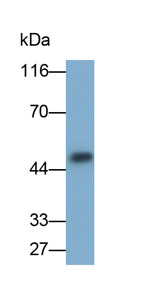 Monoclonal Antibody to Growth Differentiation Factor 3 (GDF3)