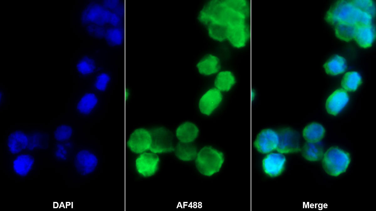 Monoclonal Antibody to Growth Differentiation Factor 3 (GDF3)