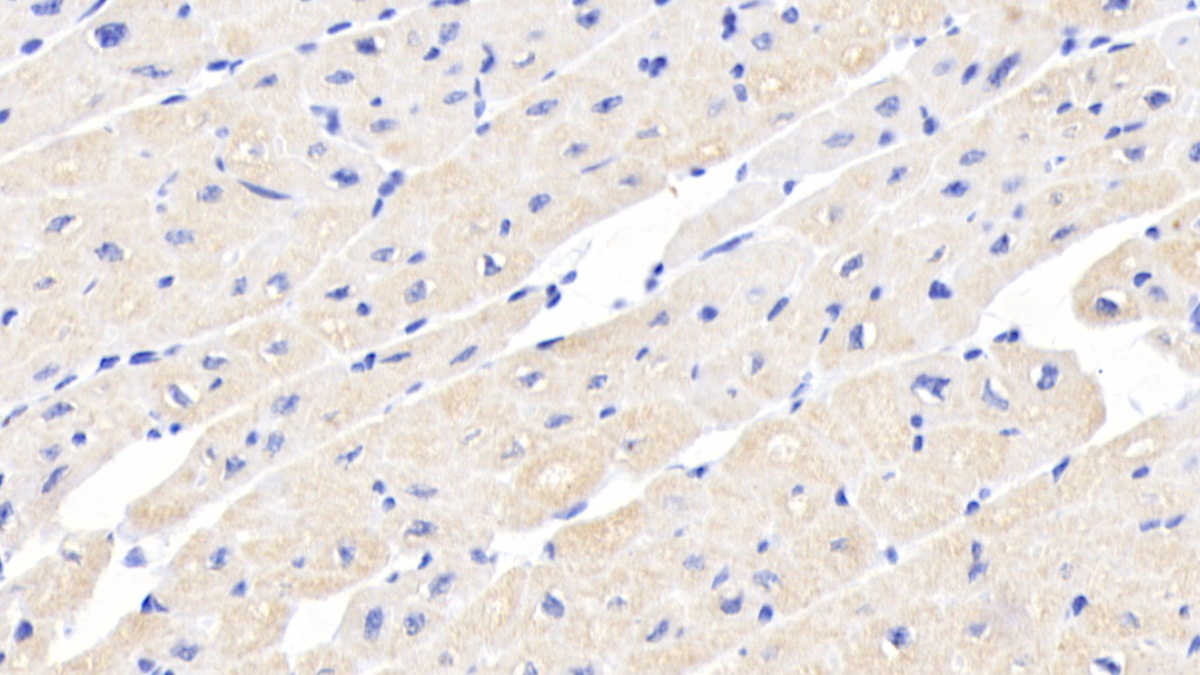 Monoclonal Antibody to Activin A Receptor Type II A (ACVR2A)