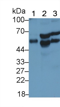 Monoclonal Antibody to SMAD family member 3 (SMAD3)