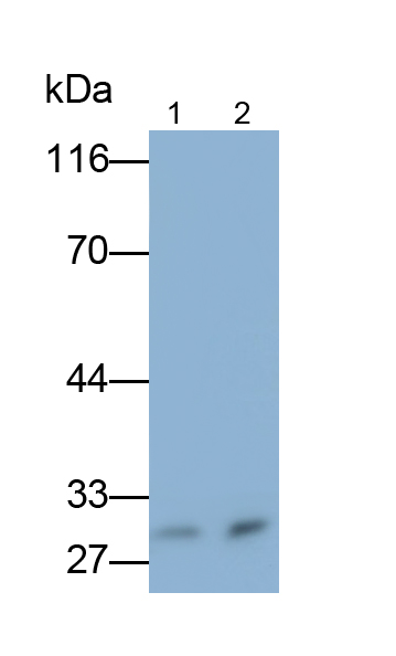 Monoclonal Antibody to Collagen Type XI Alpha 2 (COL11a2)