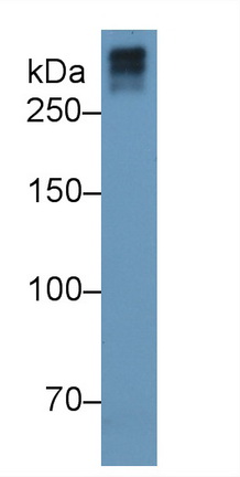 Monoclonal Antibody to Collagen Type VII (COL7)