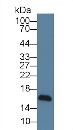 Monoclonal Antibody to Neuregulin 4 (NRG4)