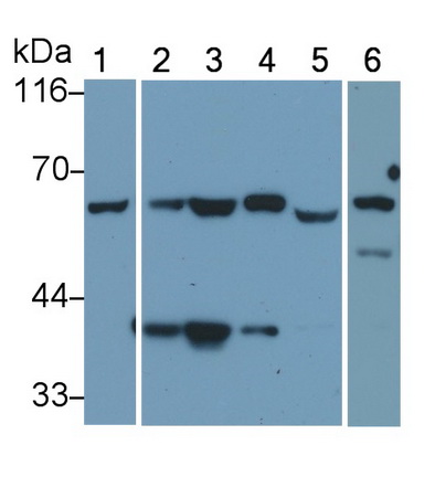 Monoclonal Antibody to Histone Deacetylase 1 (HDAC1)