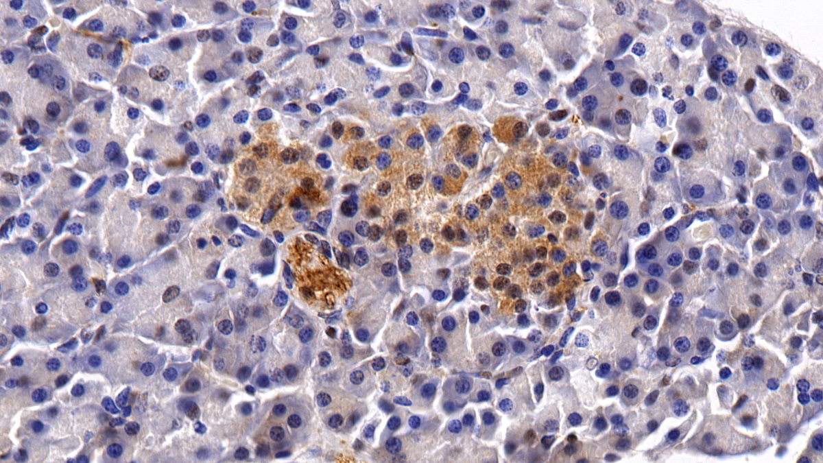 Monoclonal Antibody to Histone Deacetylase 1 (HDAC1)