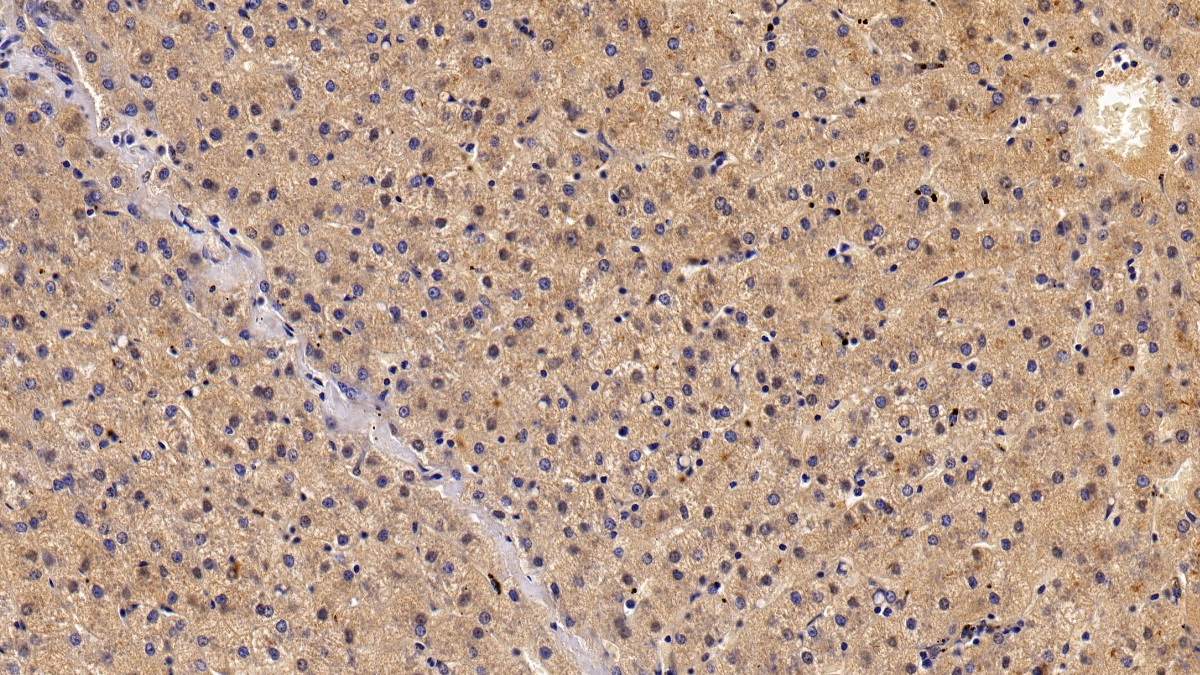 Monoclonal Antibody to Histone Deacetylase 1 (HDAC1)