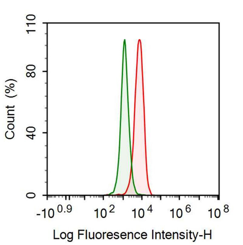 Monoclonal Antibody to Histone Deacetylase 1 (HDAC1)