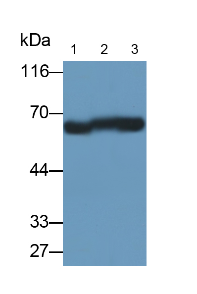 Monoclonal Antibody to Histone Deacetylase 1 (HDAC1)