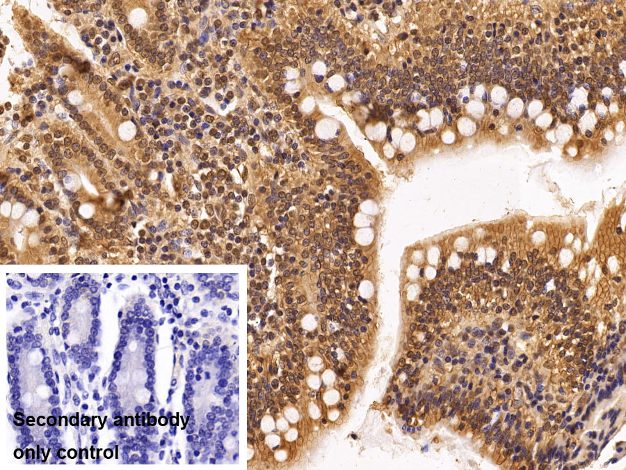 Monoclonal Antibody to Histone Deacetylase 1 (HDAC1)