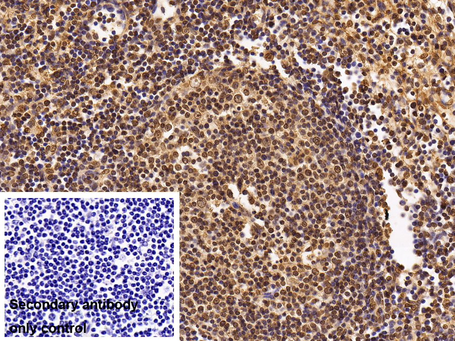 Monoclonal Antibody to Histone Deacetylase 1 (HDAC1)