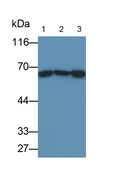 Monoclonal Antibody to Histone Deacetylase 1 (HDAC1)