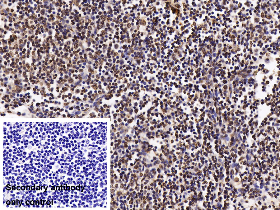 Monoclonal Antibody to Histone Deacetylase 1 (HDAC1)