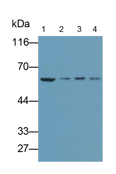 Monoclonal Antibody to Histone Deacetylase 1 (HDAC1)