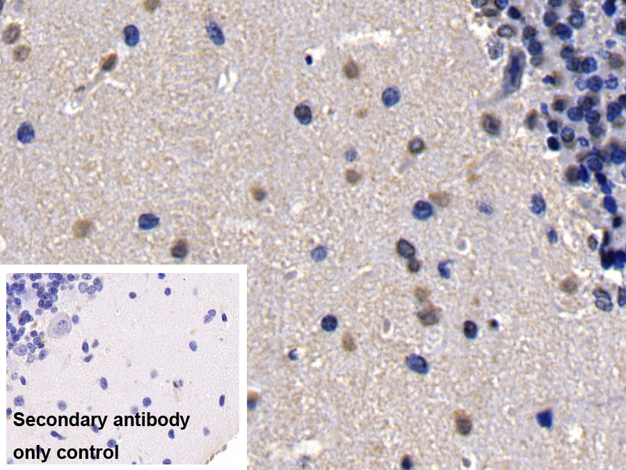 Monoclonal Antibody to Histone Deacetylase 1 (HDAC1)