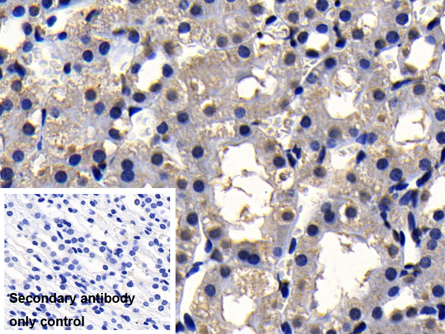 Monoclonal Antibody to Histone Deacetylase 1 (HDAC1)