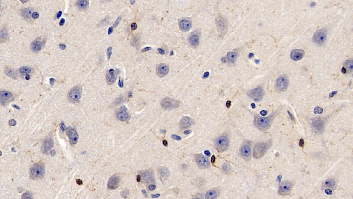 Monoclonal Antibody to Ionized Calcium-binding Adapter Molecule 1 (IBA1)