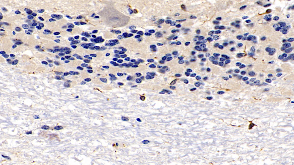 Monoclonal Antibody to Ionized Calcium-binding Adapter Molecule 1 (IBA1)