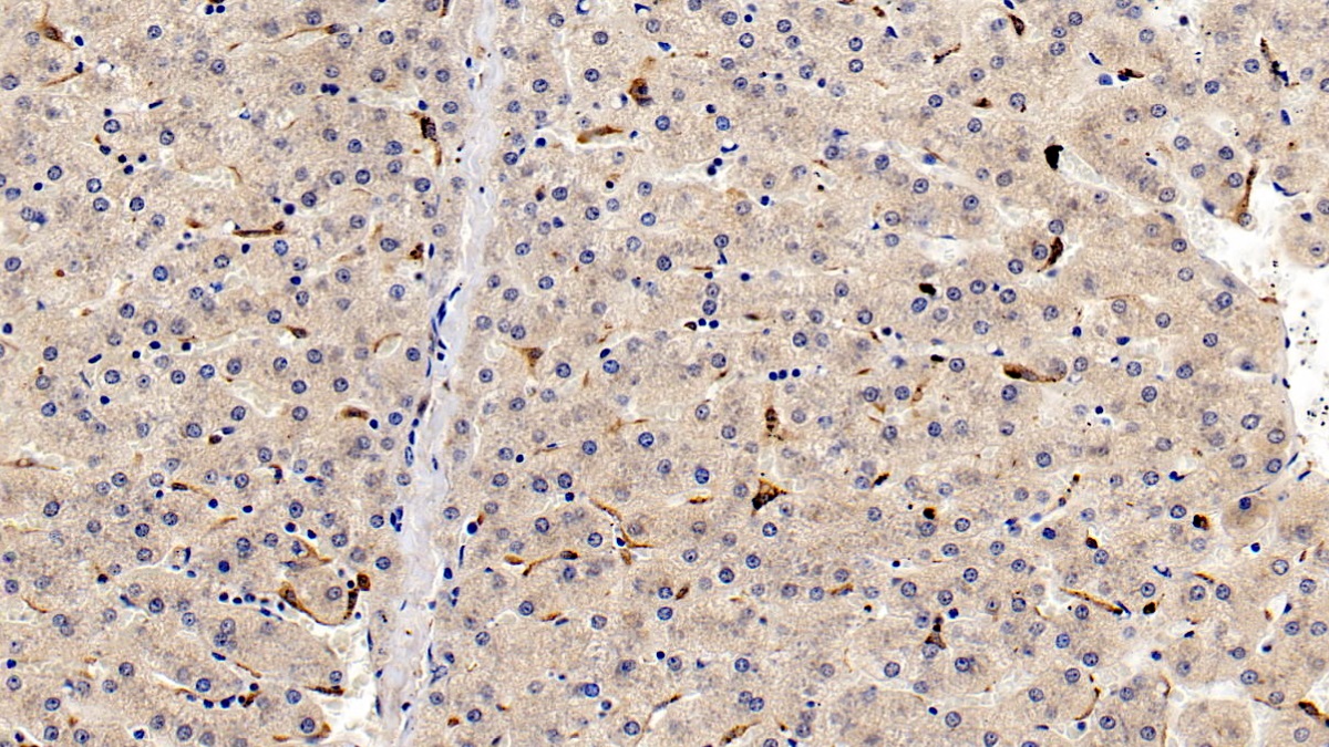 Monoclonal Antibody to Ionized Calcium-binding Adapter Molecule 1 (IBA1)