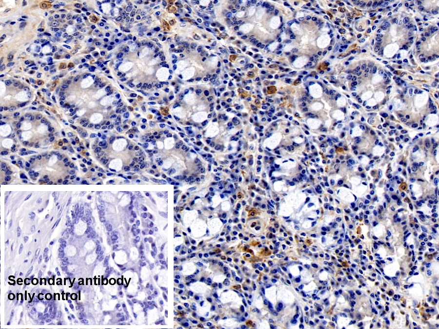 Monoclonal Antibody to Ionized Calcium-binding Adapter Molecule 1 (IBA1)