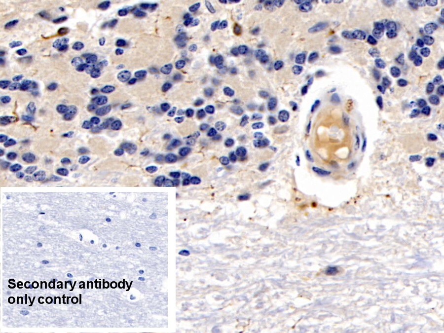 Monoclonal Antibody to Ionized Calcium-binding Adapter Molecule 1 (IBA1)