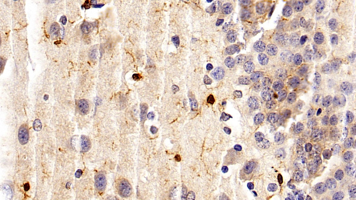 Monoclonal Antibody to Ionized Calcium-binding Adapter Molecule 1 (IBA1)