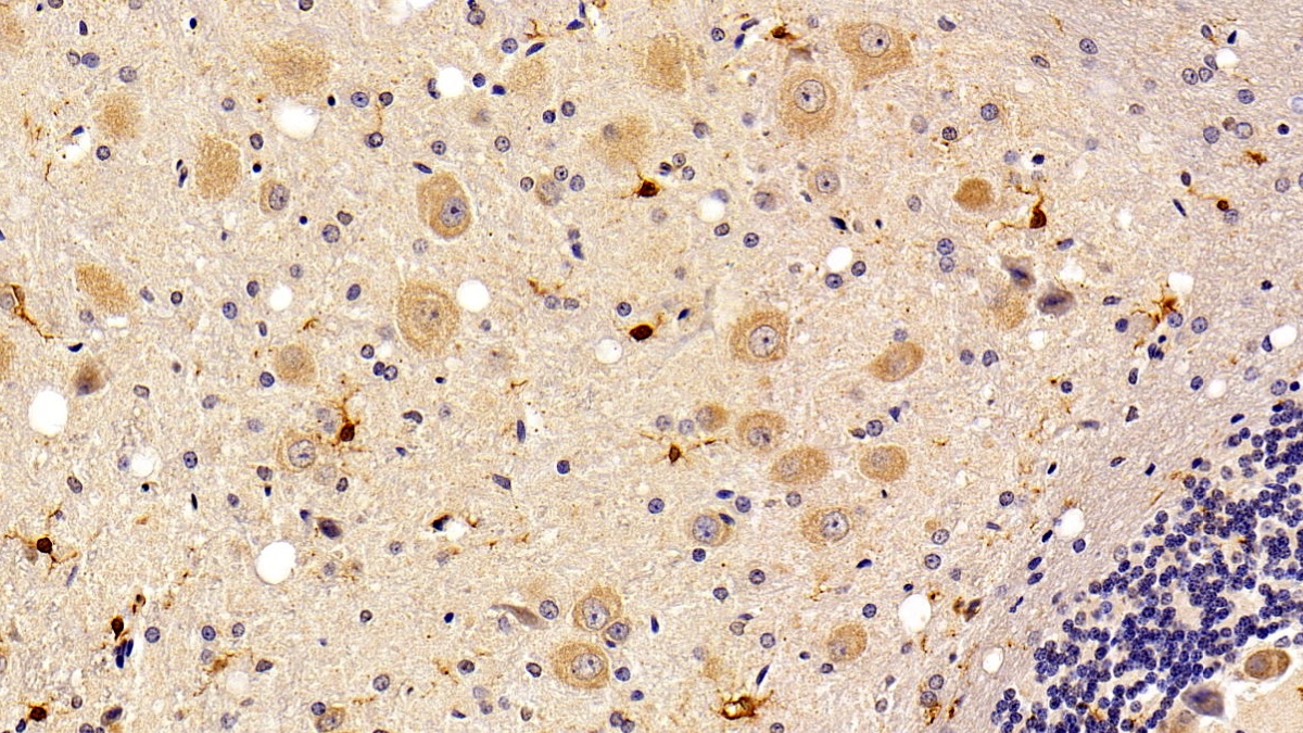 Monoclonal Antibody to Ionized Calcium-binding Adapter Molecule 1 (IBA1)