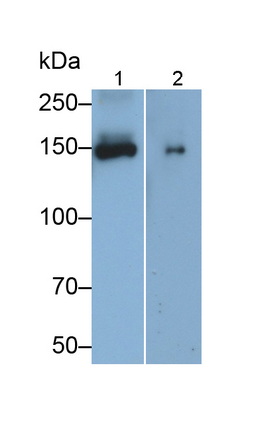 Monoclonal Antibody to Angiomotin (AMOT)