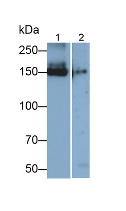 Monoclonal Antibody to Angiomotin (AMOT)