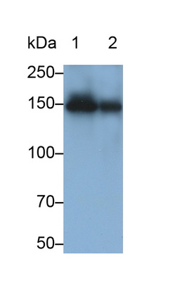 Monoclonal Antibody to Angiomotin (AMOT)