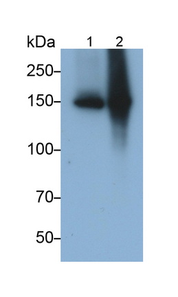 Monoclonal Antibody to Angiomotin (AMOT)