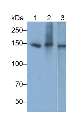 Monoclonal Antibody to Angiomotin (AMOT)