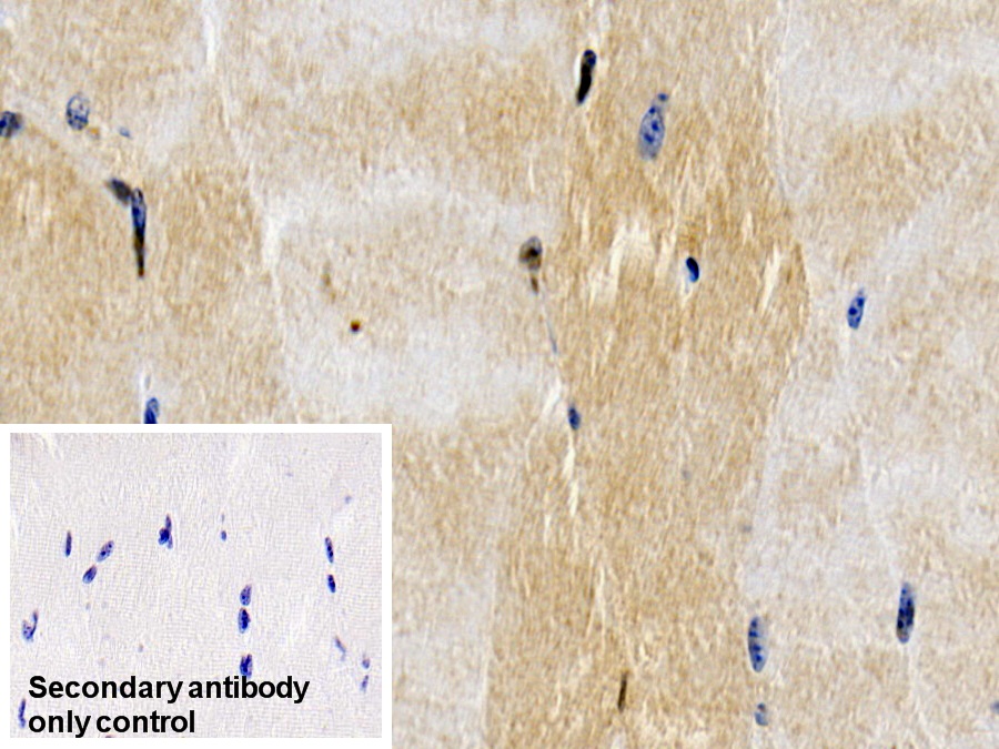 Monoclonal Antibody to Caspase 6 (CASP6)