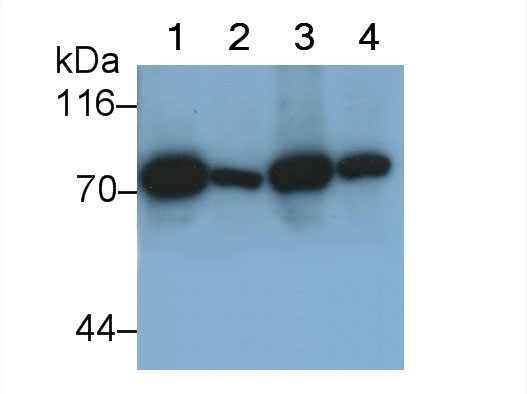 Monoclonal Antibody to Heat Shock 70kDa Protein 5 (HSPA5)