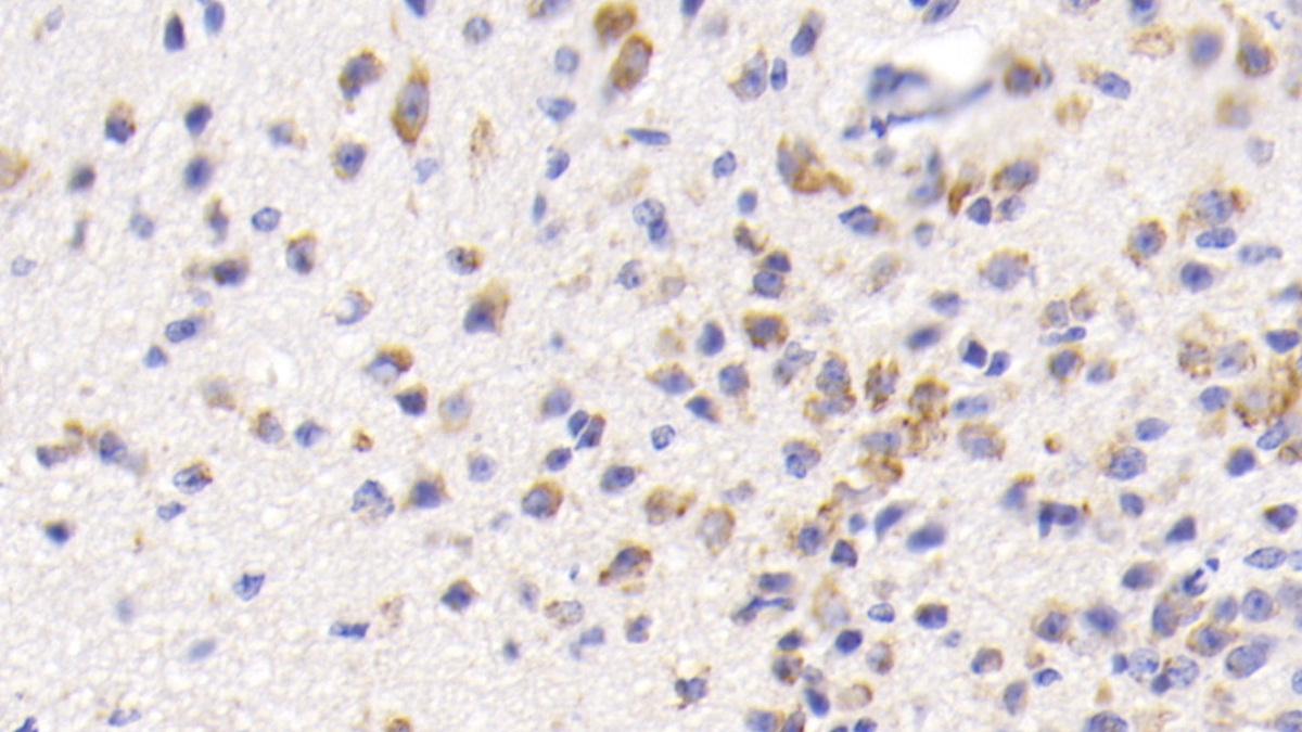 Monoclonal Antibody to Heat Shock 70kDa Protein 5 (HSPA5)