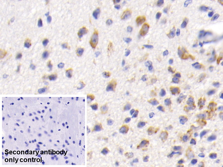 Monoclonal Antibody to Heat Shock 70kDa Protein 5 (HSPA5)