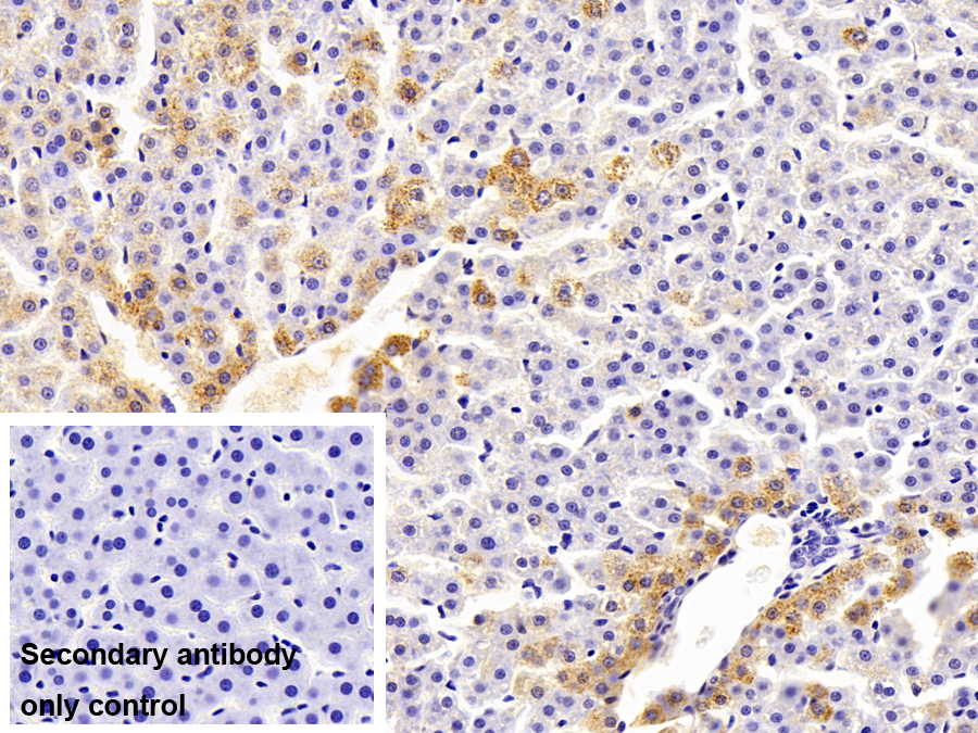 Monoclonal Antibody to Catalase (CAT)