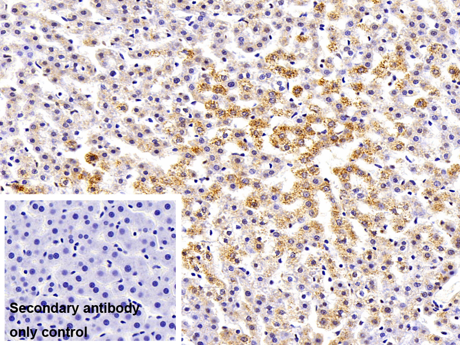 Monoclonal Antibody to Catalase (CAT)