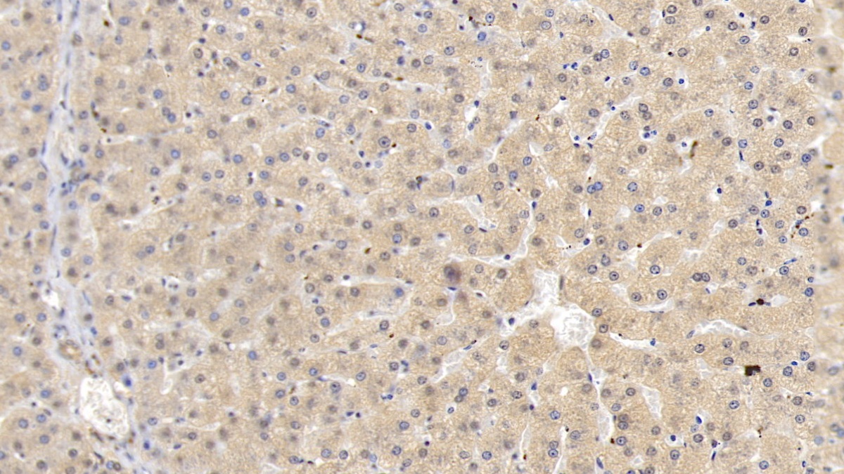 Monoclonal Antibody to Histidine Rich Glycoprotein (HRG)