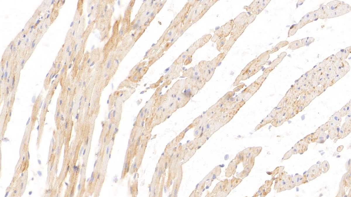 Monoclonal Antibody to Histidine Rich Glycoprotein (HRG)