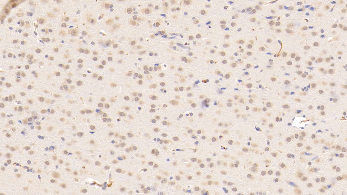 Monoclonal Antibody to Histidine Rich Glycoprotein (HRG)