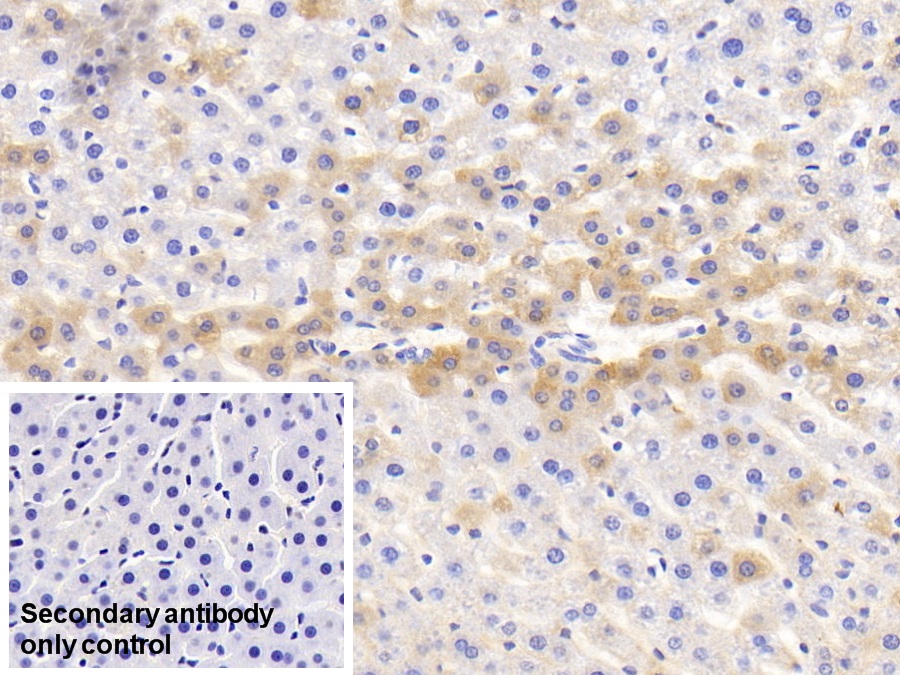 Monoclonal Antibody to Histidine Rich Glycoprotein (HRG)