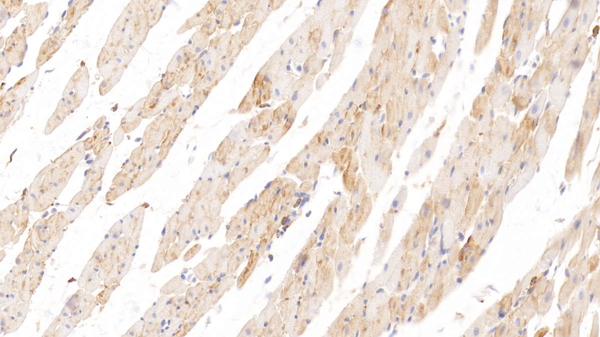 Monoclonal Antibody to Histidine Rich Glycoprotein (HRG)