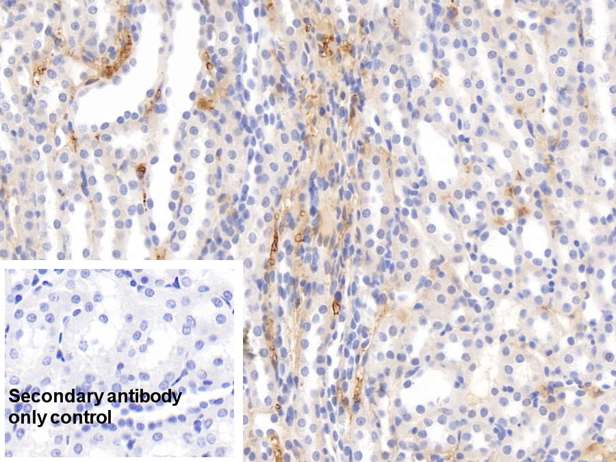 Monoclonal Antibody to Histidine Rich Glycoprotein (HRG)